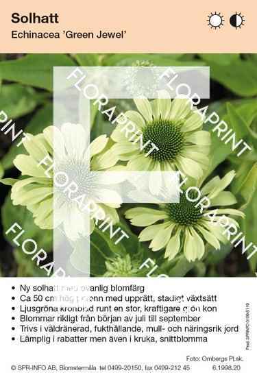Echinacea Green Jewel