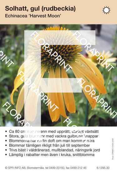 Echinacea Harvest Moon