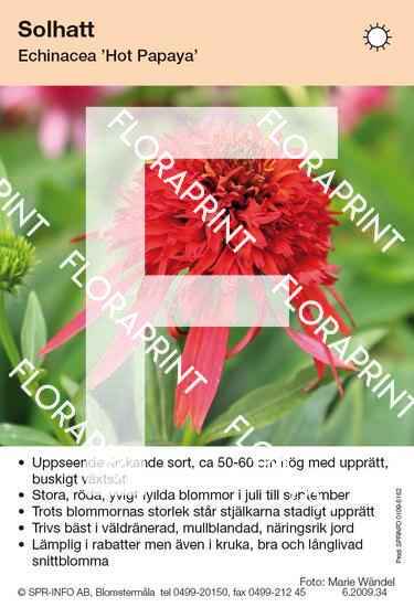 Echinacea Hot Papaya