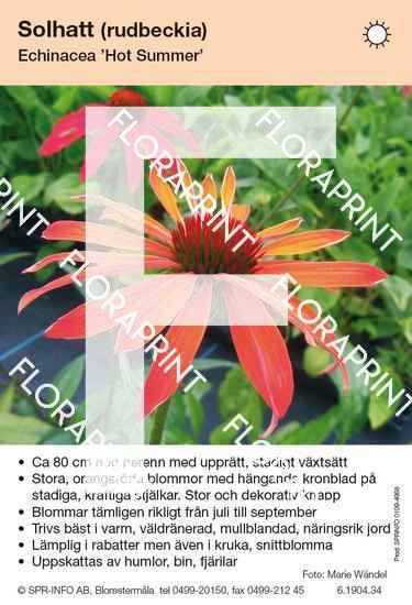 Echinacea Hot Summer
