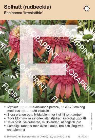 Echinacea Irresistible
