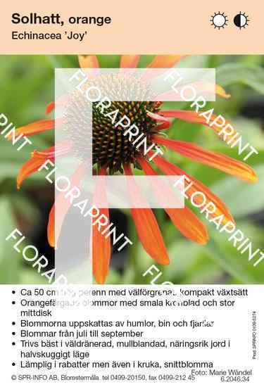 Echinacea Joy