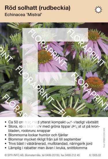 Echinacea Mistral