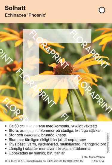 Echinacea Phoenix