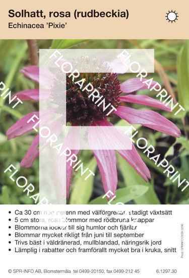 Echinacea Pixie