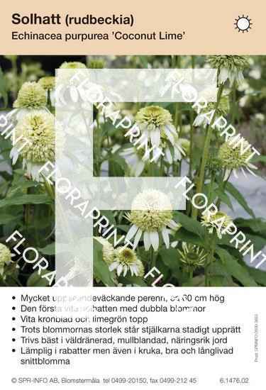 Echinacea purpurea Coconut Lime