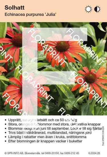 Echinacea purpurea Julia