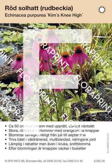 Echinacea purpurea Kim´s Knee High