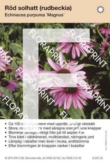 Echinacea purpurea Magnus