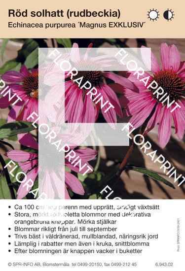 Echinacea purpurea Magnus EXKLUSIV