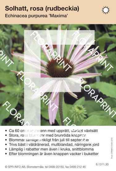 Echinacea purpurea Maxima