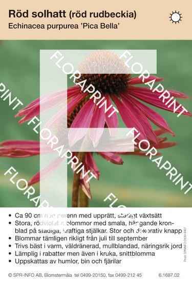 Echinacea purpurea Pica Bella