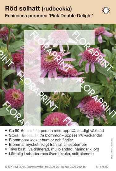 Echinacea purpurea Pink Double Delight