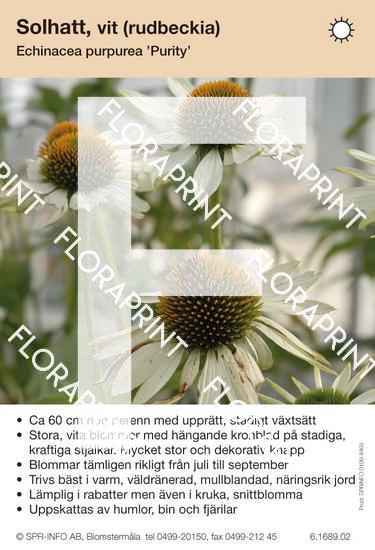 Echinacea purpurea Purity