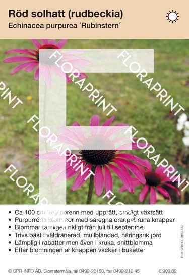 Echinacea purpurea Rubinstern