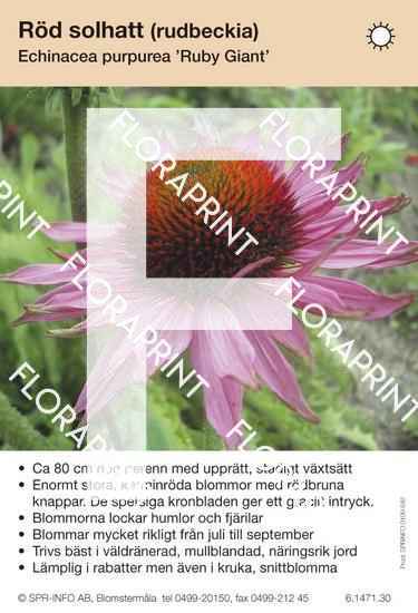 Echinacea purpurea Ruby Giant