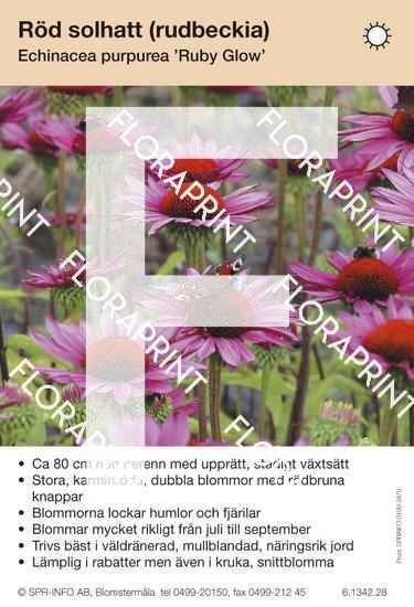 Echinacea purpurea Ruby Glow