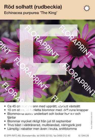 Echinacea purpurea The King