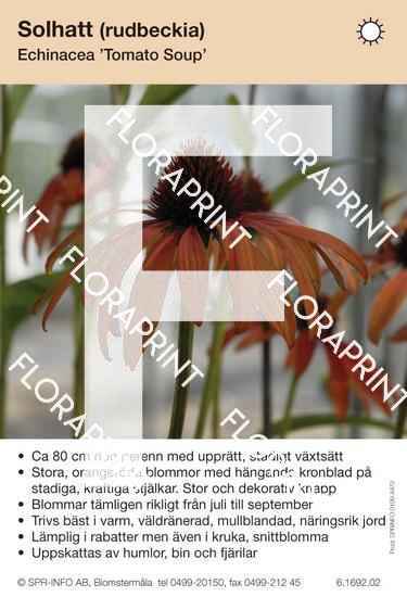Echinacea purpurea Tomato Soup