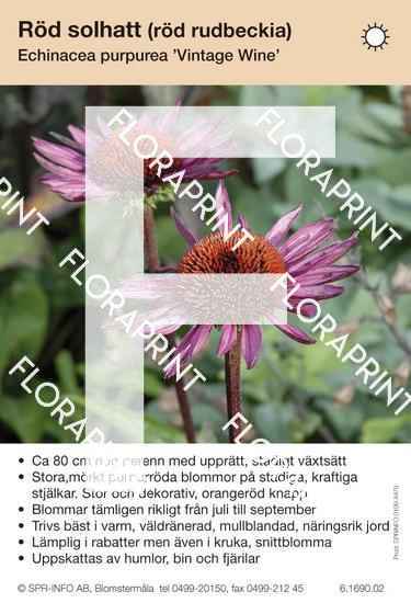 Echinacea purpurea Vintage Wine