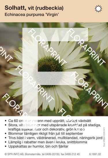 Echinacea purpurea Virgin