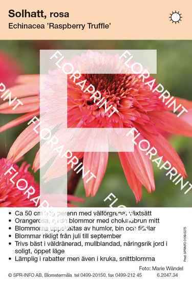 Echinacea Raspberry Truffle