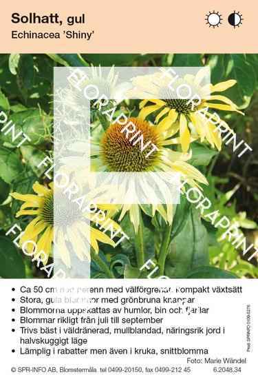 Echinacea Shiny