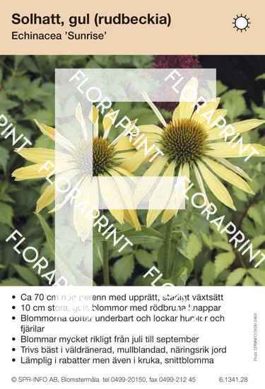 Echinacea Sunrise