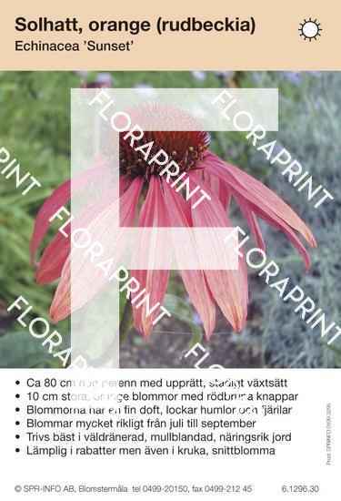 Echinacea Sunset