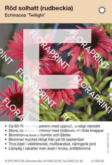 Echinacea Twilight
