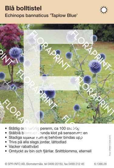 Echinops bannaticus Taplow Blue