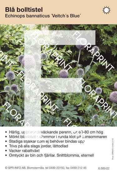 Echinops bannaticus Veitch´s Blue
