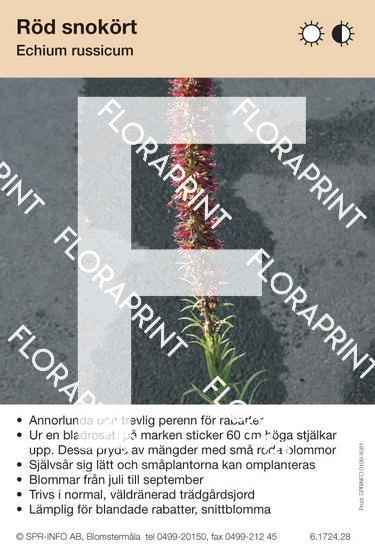 Echium russicum