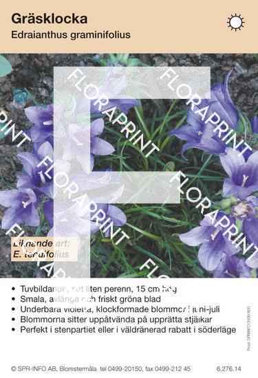 Edraianthus graminifolius (likn art:)