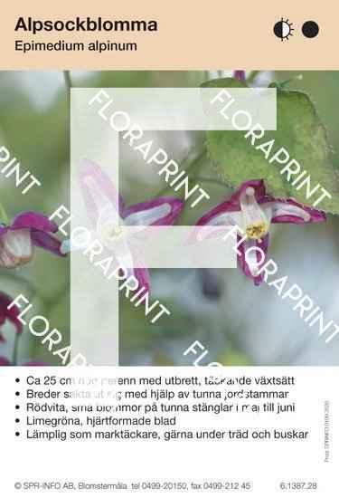 Epimedium alpinum