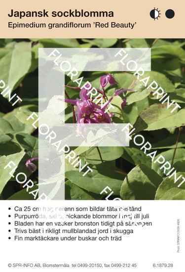 Epimedium grandiflorum Red Beauty