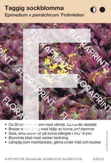 Epimedium perralchicum Frohnleiten