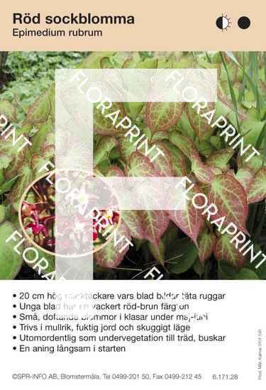 Epimedium rubrum