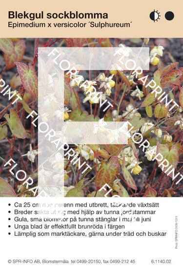 Epimedium versicolor Sulphureum