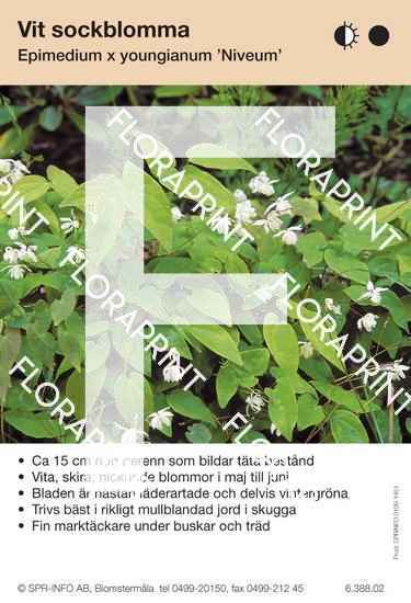Epimedium youngianum Niveum