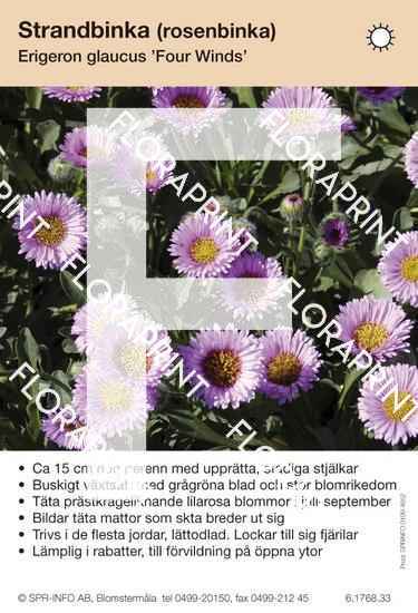 Erigeron glaucus Four Winds