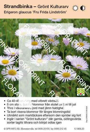 Erigeron glaucus Fru Frida Lindström