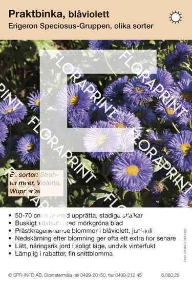 Erigeron Speciosus-Grp allm blåviolett (sorter:)