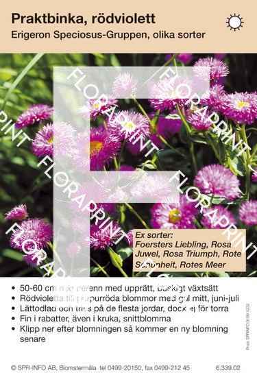 Erigeron Speciosus-Grp allm rödviolett (sorter:)