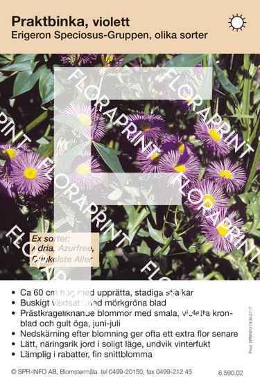Erigeron Speciosus-Grp allm violett (sorter:)