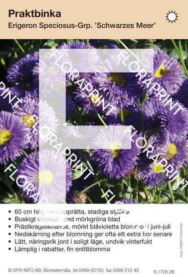Erigeron Speciosus-Grp Schwarzes Meer