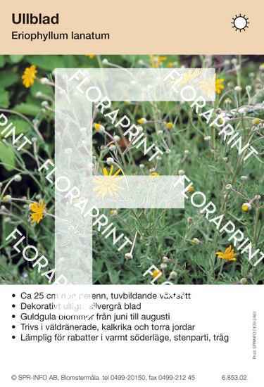 Eriophyllum lanatum