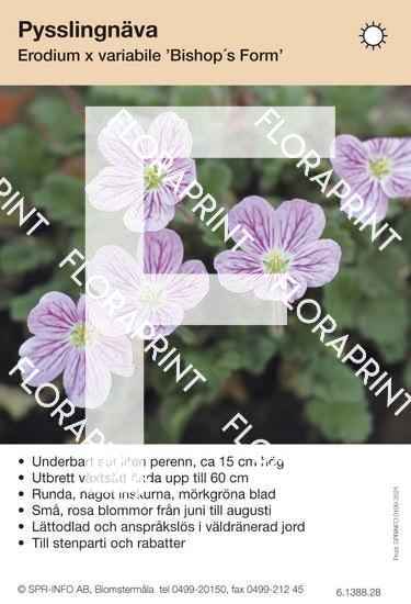 Erodium variabile Bishops Form