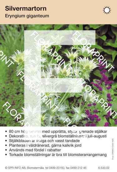 Eryngium giganteum