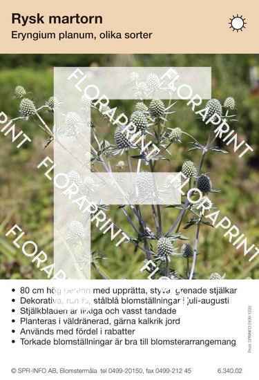 Eryngium planum